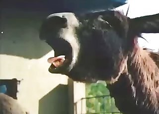 Bestiality Horse Tube