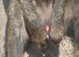 Pussy animal sex