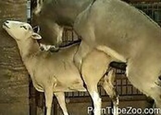 Sex With Aanimals Videos