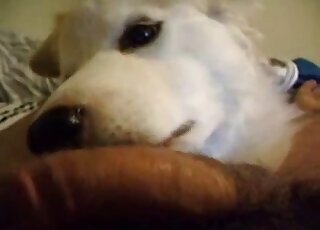 Sucking animal sex